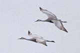 Sandhill Cranes In Flight_31351